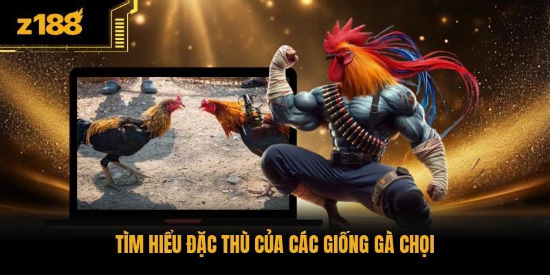 Tìm hiểu đặc thù của các giống gà chọi